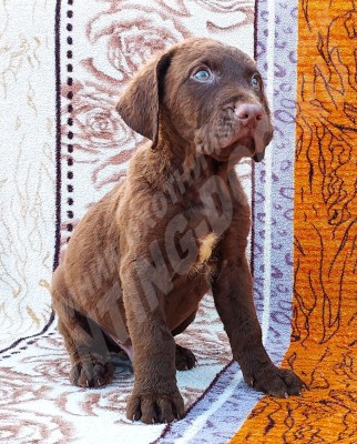 Щенок Чесапик-бей ретривер